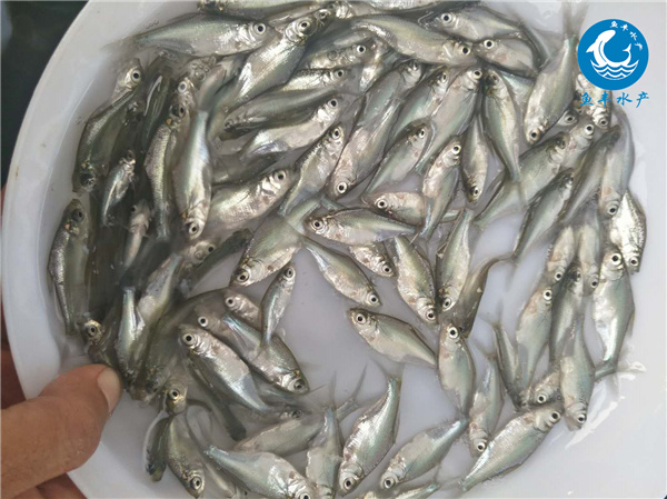 【48812】1万余尾鱼苗被投放到长江里长航荆州公安展开增殖放流活动